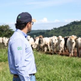 Gallery - Pecuária de corte