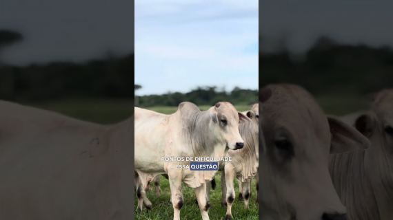 Planejamento e gestão transformando fazendas em negócios lucrativos.