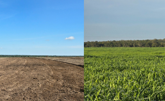 Correção do solo na pecuária 
