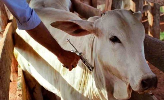 Manejo sanitário: como a técnica adequada de aplicação impacta na saúde do rebanho e na rentabilidade da propriedade