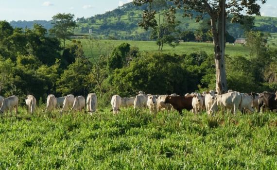 Preparação para o período das águas: estratégias de manejo e nutrição para garantir alto desempenho do rebanho