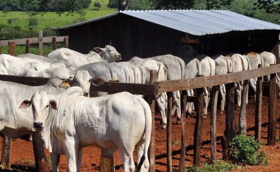Tipos de manejo de desmame: estratégias e seus impactos no desempenho do rebanho