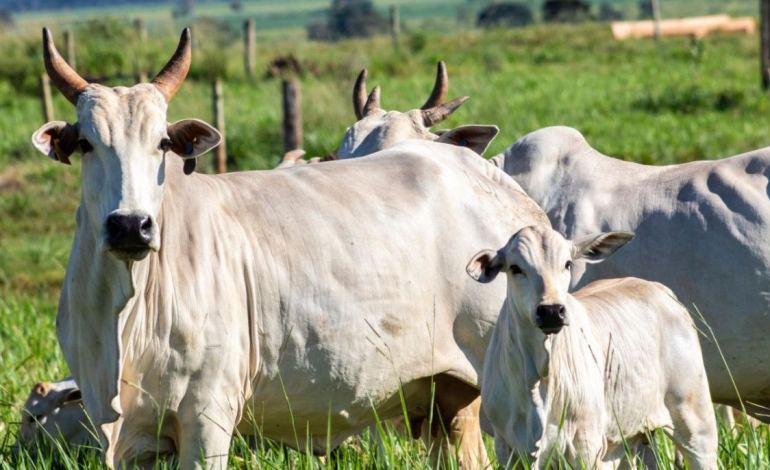 Estação de Monta: Chave para a Eficiência Produtiva e Reprodutiva na Pecuária