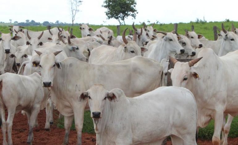 Estratégias reprodutivas na pecuária: avaliação técnica da monta natural e protocolos com IATF