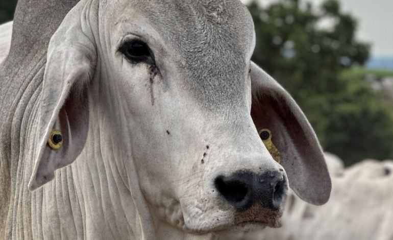 Gestão Inteligente: Como a Pesagem Periódica Eleva a Eficiência na Pecuária de Corte