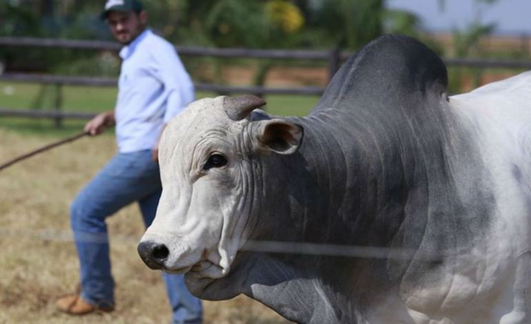 Importância do acasalamento dirigido para a produção de bezerros mais produtivos