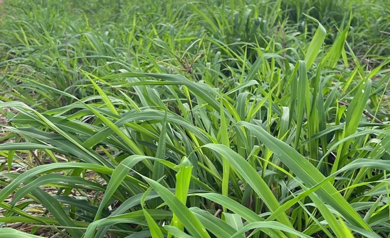 Manejo de pastagens no período chuvoso: estratégias para maximizar a produção forrageira