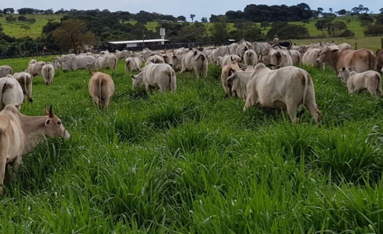 O que aprender com as fazendas mais rentáveis?