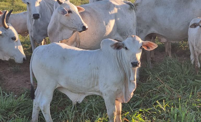 O Sucesso da Pecuária Começa no Nascimento: Práticas Essenciais para o Manejo do Bezerro Recém-Nascido