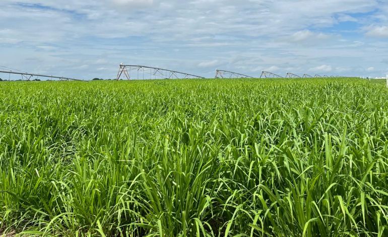 Planejamento Forrageiro: A Chave para Enfrentar o Período Seco com Eficiência