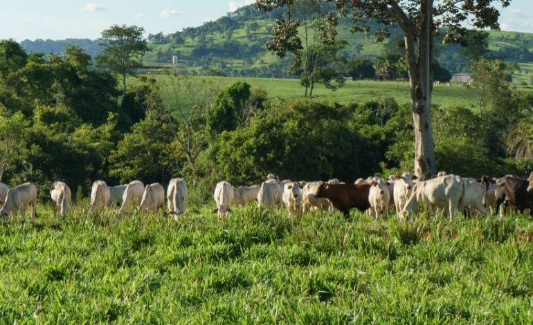 Preparação para o período das águas: estratégias de manejo e nutrição para garantir alto desempenho do rebanho