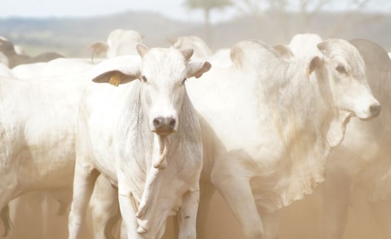 Prevenção e controle de parasitas: garantindo a saúde e a eficiência do rebanho