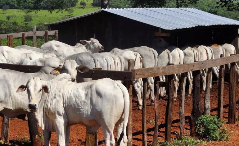 Tipos de manejo de desmame: estratégias e seus impactos no desempenho do rebanho