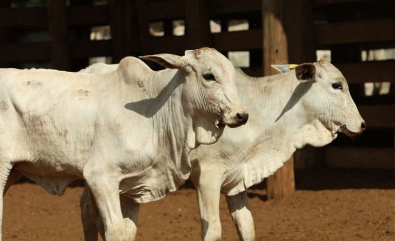 Você já sabe como proteger seu rebanho contra as Clostridioses?